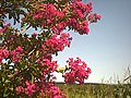 Thumbnail for File:Crape Myrtle at Kisak's Cinnamon Hill.jpg