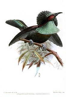 Illustration of Duivenbode's riflebird, a presumed hybrid between the magnificent riflebird and lesser lophorina. CraspedophoraKeulemans.jpg