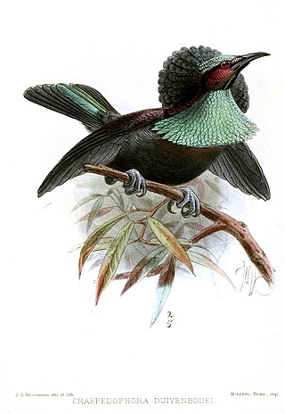<span class="mw-page-title-main">Duivenbode's riflebird</span> Hybrid bird