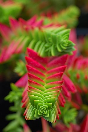 Crassula capitella leaves