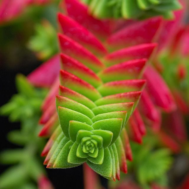 Толстянка рогатая (Crassula capitella).