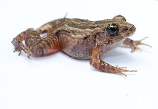 <i>Craugastor bransfordii</i> species of amphibian