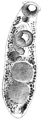 Crepidostomum metoecus