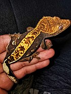 Crested gecko juvenile.jpg