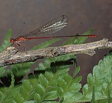 Crimson Hawaiian damselfly by Dan Polhemus (7981002650).jpg