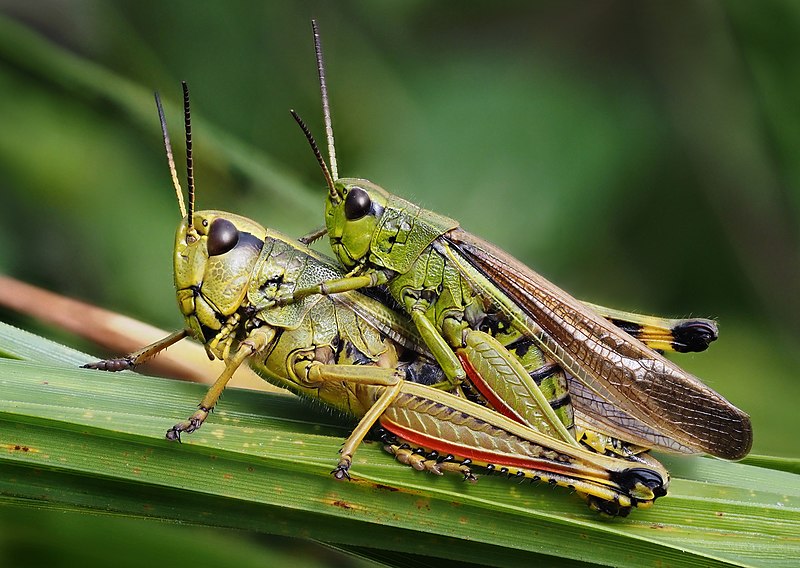 File:Criquet ensanglanté (Stethophyma grossum) - accouplement, Parc de Woluwé, Bruxelles (50294784907).jpg