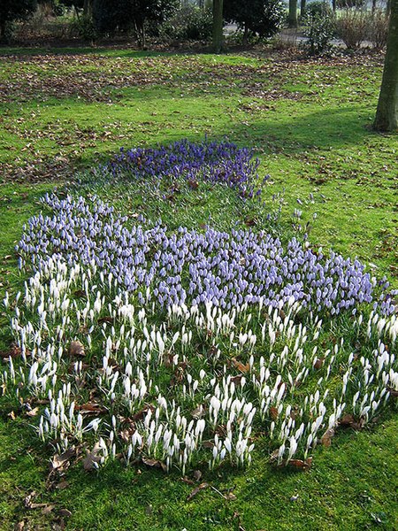 File:Crocus in West Park - geograph.org.uk - 1184638.jpg