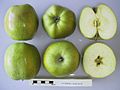 Catshead көлденең қимасы, National Fruit Collection (1927-027 жж.) .Jpg