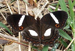 Anartia chrysopelea