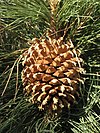 Culter pine cone.jpg