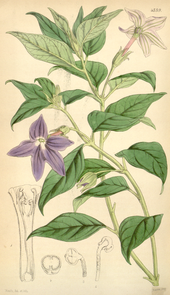 File:Curtis's Botanical Magazine, Plate 4339 (Volume 73, 1847).png