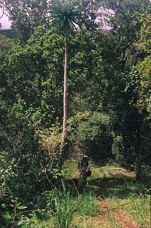 Cyanea leptostegia, one of the largest species. Cyanea leptostegia.jpg