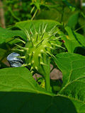 Miniatura para Cyclanthera brachystachya