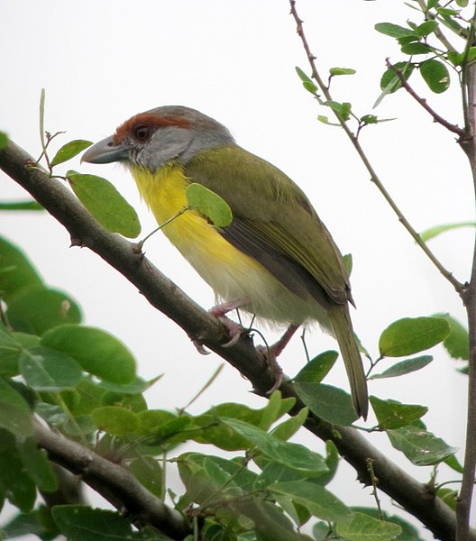 File:Cyclarhis gujanensis Verderón cejirrufo Rufous-browed Peppershrike (8253911327).jpg