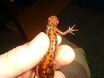 A fire-belly newt kept between two fingers, showing its red underside