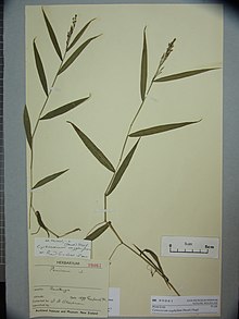 Cyrtococcum oxyphyllum (Steud) Stapf (AM AK99061).jpg