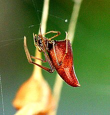 Penurunan laba-Laba (Neospintharus trigonum)