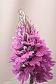 Dactylorhiza fuchsii subsp. hebridensis