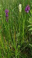 Dactylorhiza incarnata subsp. ochroleuca Germany - Radolfzell