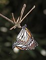 Danaus melanippus hegesippus 70140797.jpg