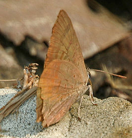 Arhopala paramuta