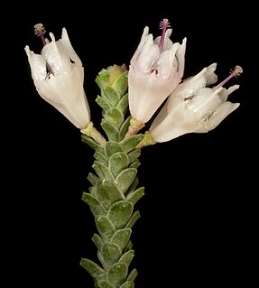 <i>Darwinia pauciflora</i>