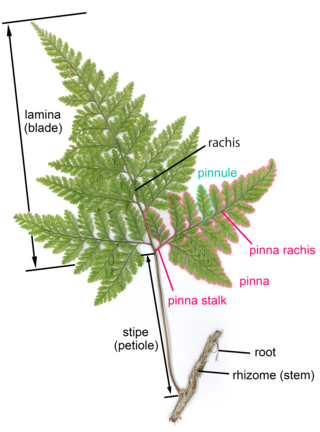 <span class="mw-page-title-main">Frond</span> Collection of leaflets on a plant
