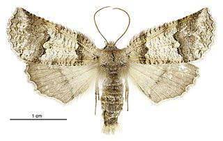 <i>Declana feredayi</i> Species of moth endemic to New Zealand