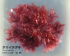 Delisea japonica - National Museum of Nature and Science, Tokyo - DSC07636.JPG