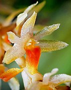 Dendrochilum apoense