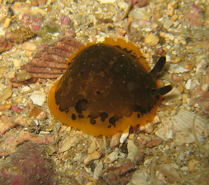 File:Dendrodoris limbata.JPG