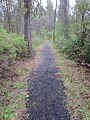 Deschutes River Trail to Behnam Falls (2014)