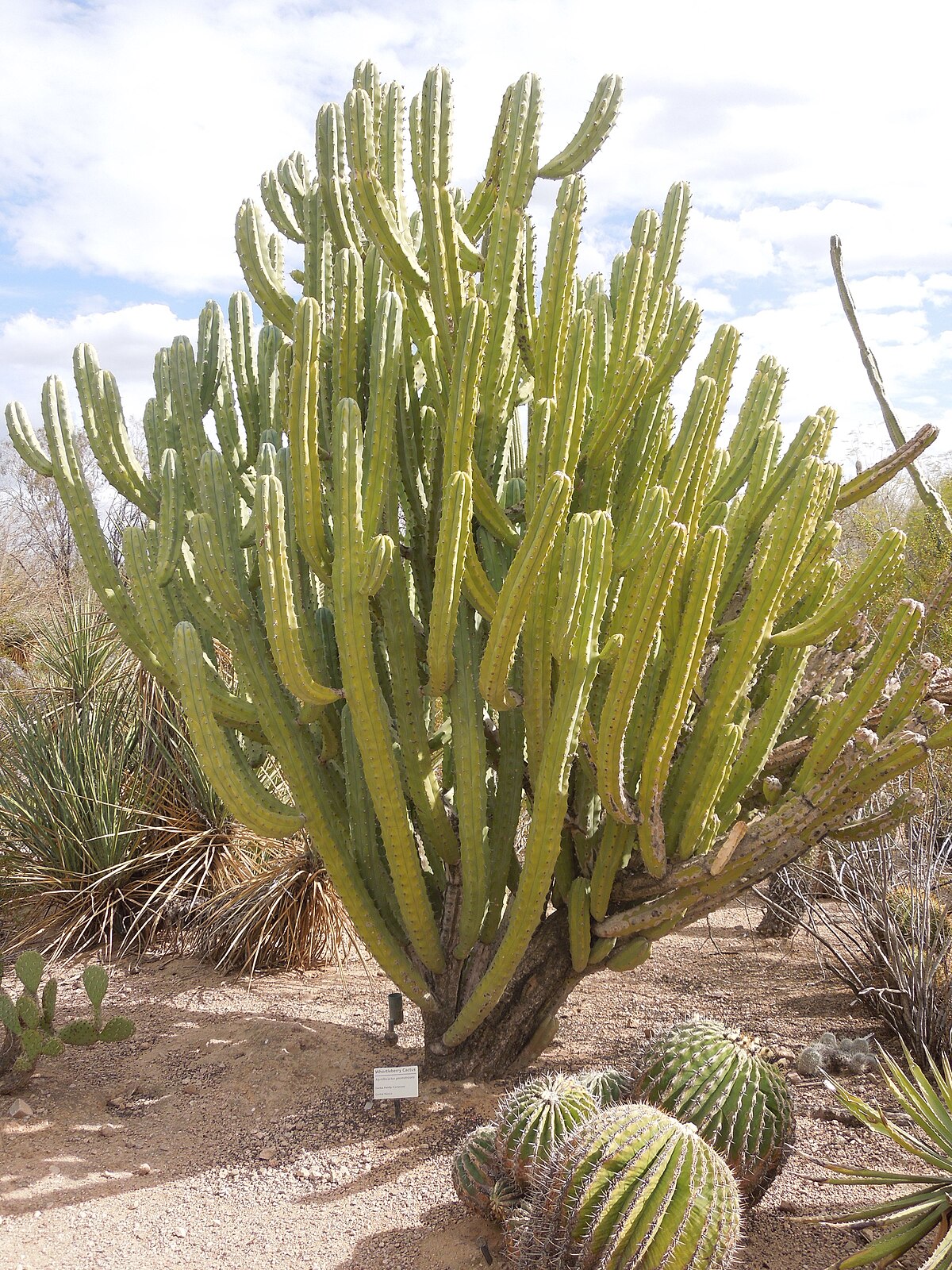File Desert Botanical Garden Phoenix Arizona 10 Jpg Wikimedia