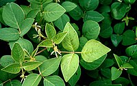 Follas de Desmodium intortum