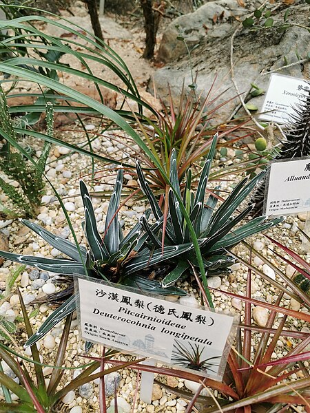 File:Deuterocohnia longipetala, Hong Kong Park, December 2019 29.jpg