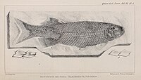 Dictyopyge macrura (13206190804) .jpg