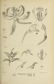 Die Orchideen von Java - fig.  131 à 132 (1909) .jpg