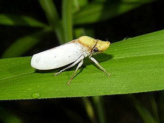 <i>Diestostemma chinai</i> Species of leafhopper