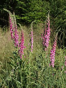 Digitalis purpurea 220605.jpg