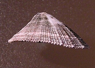 Lateral view of a shell of Diodora saturnalis Diodora saturnalis 001.jpg