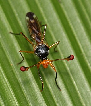 <span class="mw-page-title-main">Stalk-eyed fly</span> Family of dipteran insects with antennae located on eyestalks