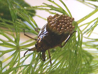 <i>Appasus japonicus</i> Species of true bug