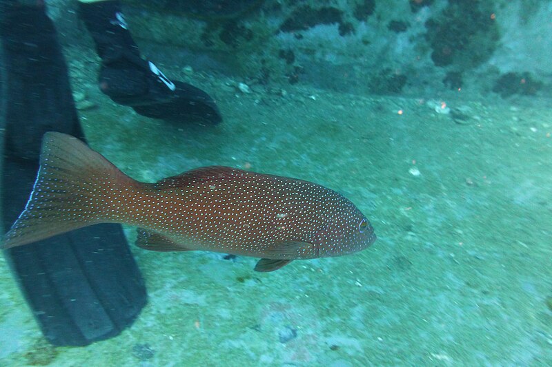 File:Diving Ko Tao, Thailand 1145.jpg