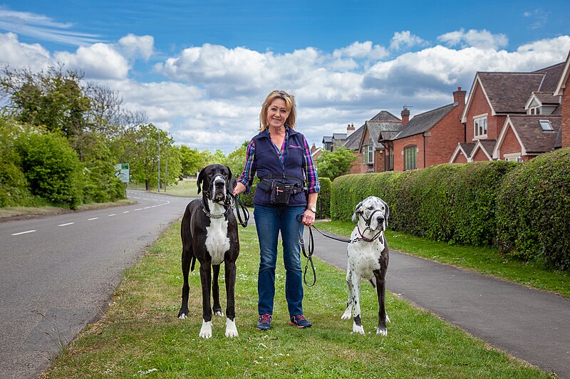 File:Dog walker with Great Dane dogs..jpg