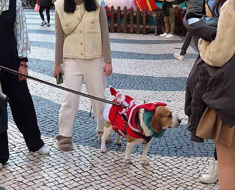 dog with Christmas dressing
