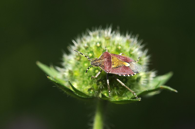 File:Dolycoris baccarum (2).jpg