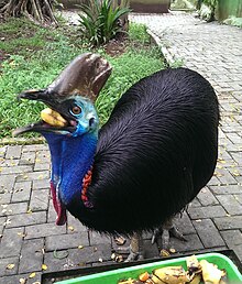 Southern cassowary eating a banana Double-wattled Cassowary or Kasuari (Casuarius casuarius).jpg