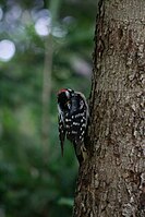 An adult male Downy Woodpecker Dryobates pubescens perched on a tree in Nova Scotia, Canada