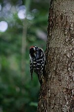 Thumbnail for File:Downy Woodpecker in Nova Scotia, Canada.jpg