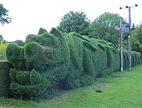 Dragon hedge.jpg